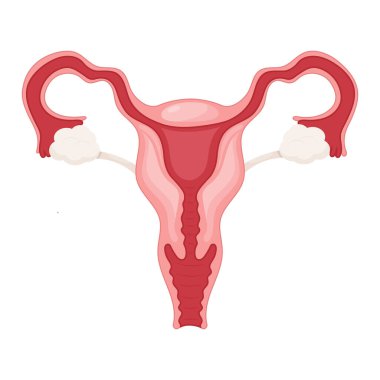 Kadın üreme sistemi biyolojisi grafik şablonu