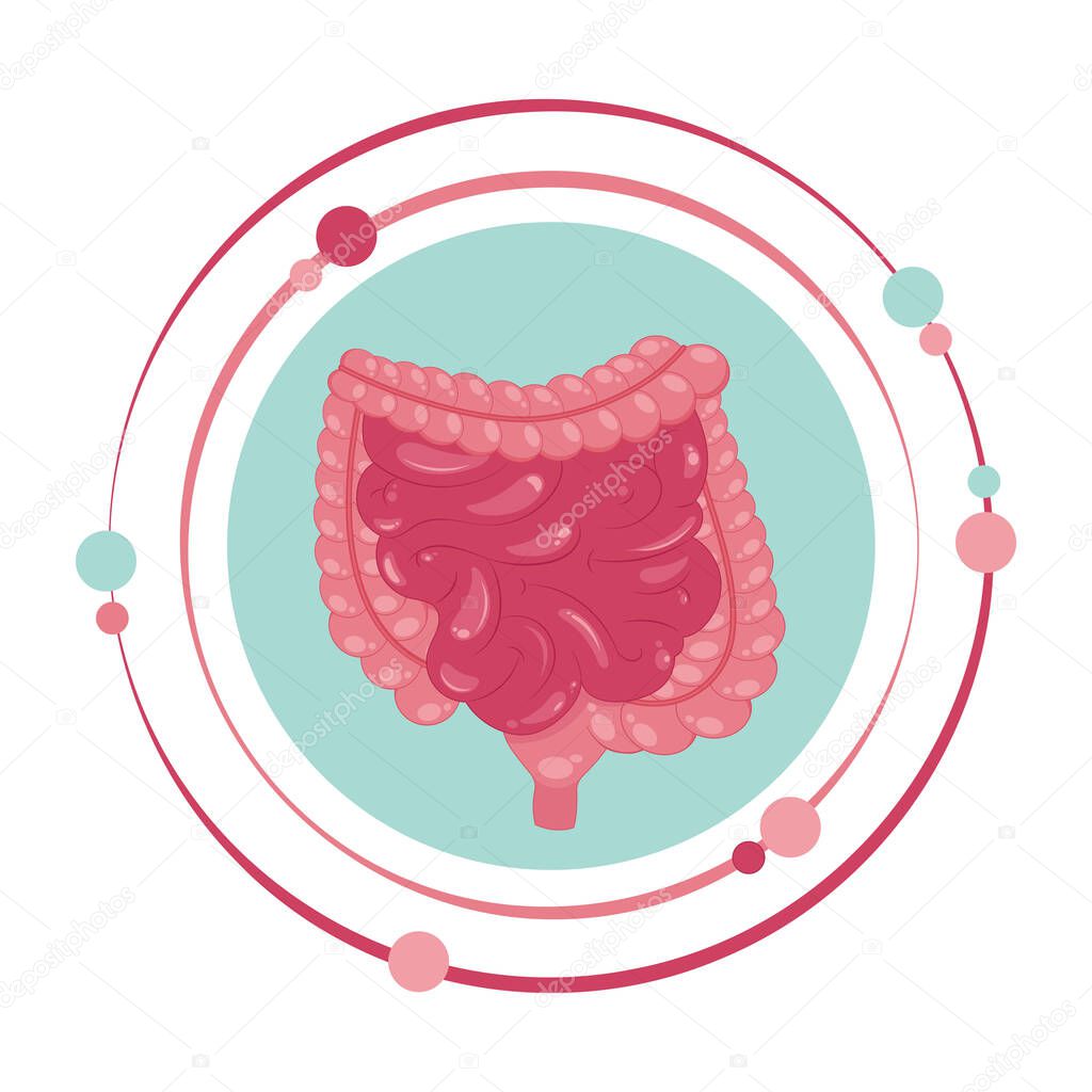 Large and small intestines vector illustration graphic icon