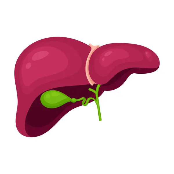 stock vector Isolated vector illustration graphic of a human liver and gallbladder