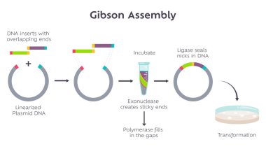 Gibson Assembly moleküler klonlama yöntemi diyagramı