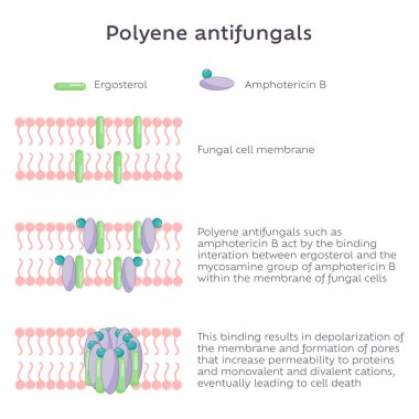 Polyene Antifungal mode of action illustration graphic clipart