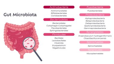 Gastrointestinal kanal mikrobiyom vektör çizimi grafiği