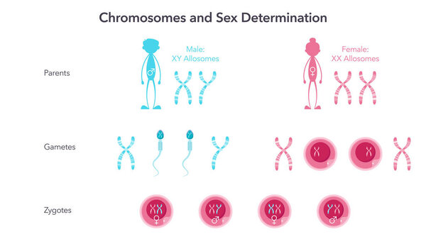 Chromosomes and Sex Determination genome sciences vector illustration infographic