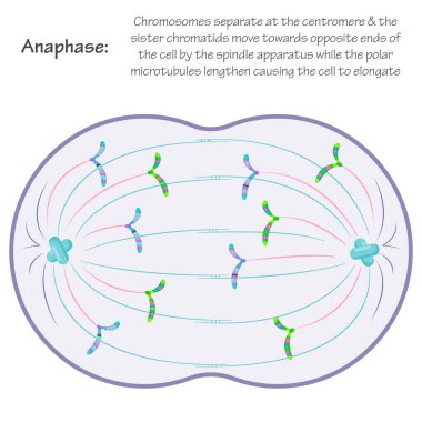 Anaphase phase of mitosis educational science graphic clipart