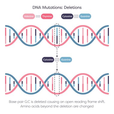 DNA silme noktası mutasyon bilim çizelgesi