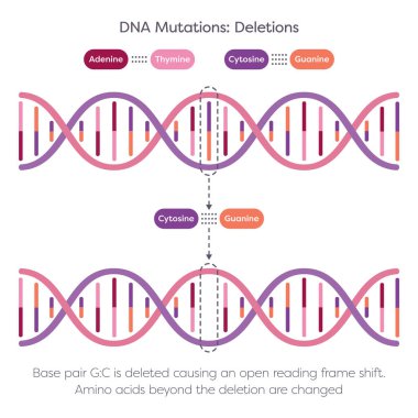 DNA silme noktası mutasyon bilim çizelgesi