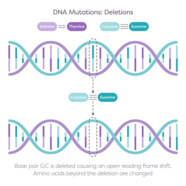 DNA silme noktası mutasyon bilim çizelgesi