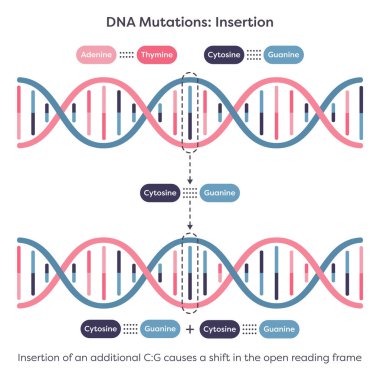 DNA Mutasyonları Ekleme Eğitici Bilim Çizelgesi