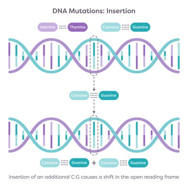 DNA Mutasyonları Ekleme Eğitici Bilim Çizelgesi