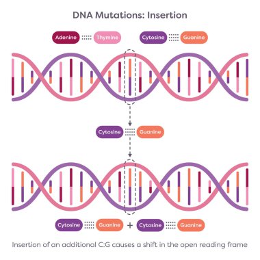 DNA Mutasyonları Ekleme Eğitici Bilim Çizelgesi