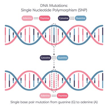 Tek Nükleotit Polimorfizm SNP DNA Mutasyonu diyagramı