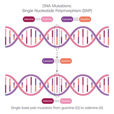 Tek Nükleotit Polimorfizm SNP DNA Mutasyonu diyagramı