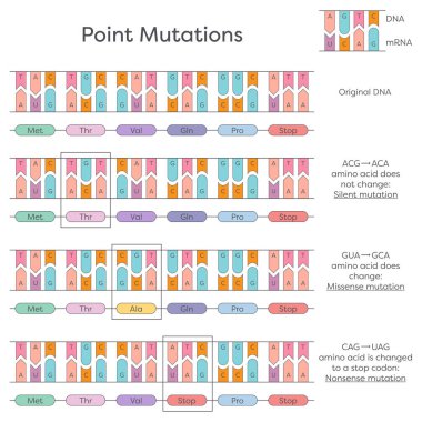 DNA değiştirme, silme ve yerleştirme noktası mutasyonları diyagramı