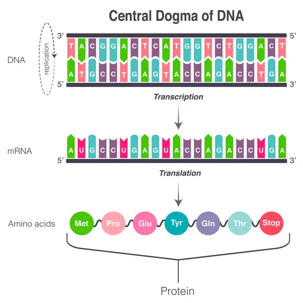 DNA Çevirisi ve Çevirisinin Merkezi Dogması