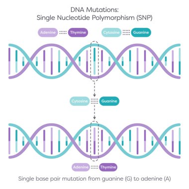Tek Nükleotit Polimorfizm SNP DNA Mutasyonu diyagramı