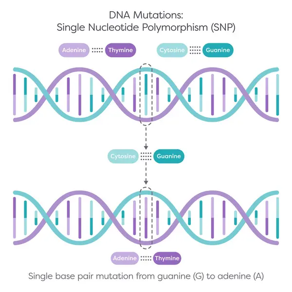 Tek Nükleotit Polimorfizm SNP DNA Mutasyonu diyagramı