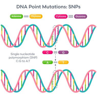 Tek Nükleotit Polimorfizm SNP DNA Mutasyonu diyagramı