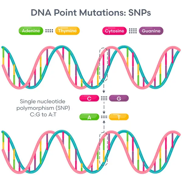 Tek Nükleotit Polimorfizm SNP DNA Mutasyonu diyagramı