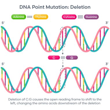 DNA nokta mutasyon baz çifti genetik eğitim grafiğini siliyor