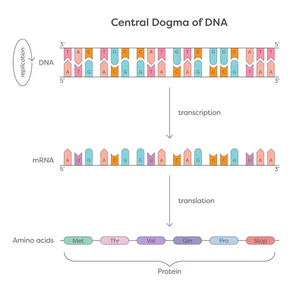 DNA Eğitici Genetik Çizim Merkezi Dogması