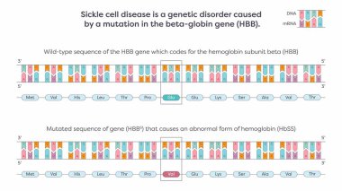 Beta-globin HBB gen çiziminde SNP mutasyonu
