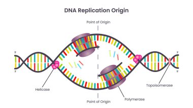 DNA Replication Origin or Bubble diagram clipart