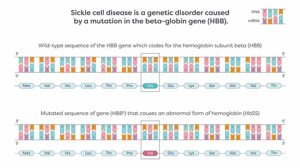 Beta-globin HBB gen çiziminde SNP mutasyonu