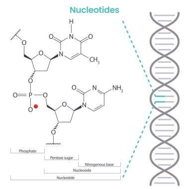 Nükleotid bilimsel biyokimya vektörü illüstrasyon bilgisi