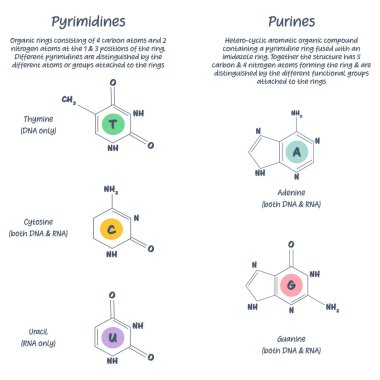 Pyrimidine ve püre nükleotidler arasındaki fark