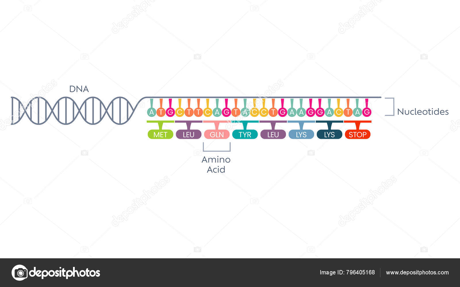 Processamento do RNA: Etapas e Importância | PDF | RNA mensageiro | Splicing, image size:1600x1000