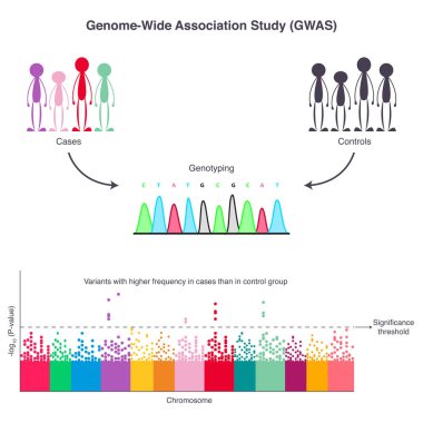 A genome-wide association study (GWAS) clipart