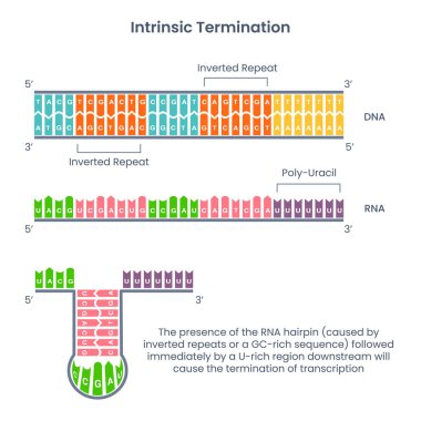 Intrinsic termination, also known as rho-independent or factor-independent termination