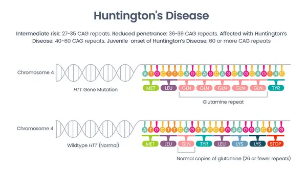 Huntington's Disease HTT repeat allele vector illustration diagram