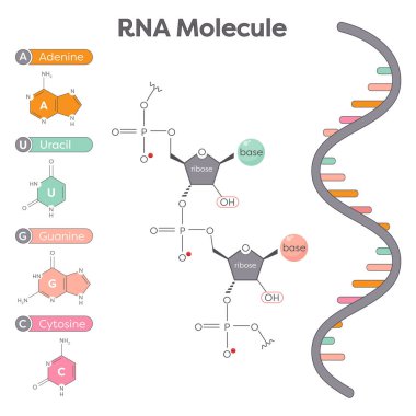 Bir RNA molekülünün bileşenlerinin genomik bilim illüstrasyonu