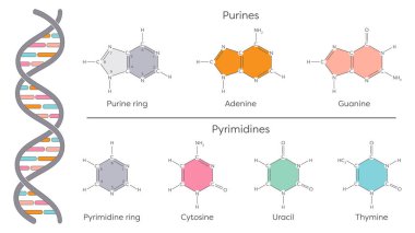 DNA ve RNA 'nın azot bazları