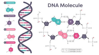 DNA nükleotidi ve fosfat şeker bağları diyagramı