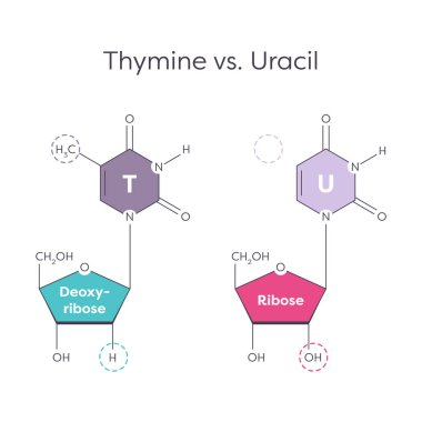 Thymine, Uracil genomik eğitici grafik illüstrasyonuna karşı