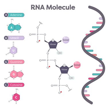 Bir RNA molekülünün bileşenlerinin genomik bilim illüstrasyonu