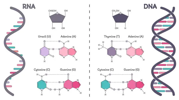 DNA, RNA genomik eğitim diyagramına karşı