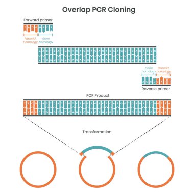PCR klonlamasının genetik bilimler eğitici grafik diyagramı