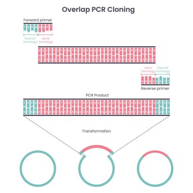 PCR klonlamasının genetik bilimler eğitici grafik diyagramı