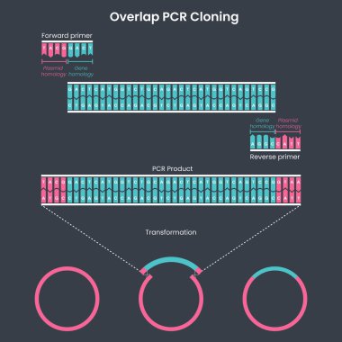 PCR klonlamasının genetik bilimler eğitici grafik diyagramı