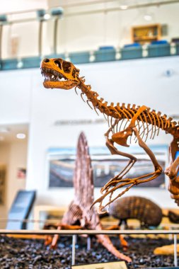 San Angelo, Teksas 'taki Angelo State Universitys Mayer Müzesi sergilerinin bir parçası olarak gerçek boyutta bir dinozor modeli sergiliyor. Yüksek kalite fotoğraf