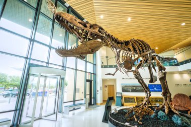 San Angelo, Teksas 'taki Angelo Eyalet Üniversitesi' ndeki Mayer Müzesi 'nde bir dinozor iskeleti beliriyor. Yüksek kalite fotoğraf