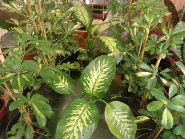 Saksıdaki güzel bitkiler. Taze çiçekler..