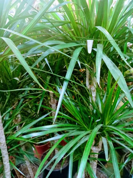 Dracaena Limberataは 多くの設定に十分な汎用性の高い印象的な屋内植物です 長い細い葉が優雅に下に曲げソフト羽の外観を作成します — ストック写真