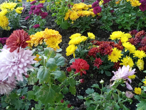 Lindas Flores Coloridas Misturadas Jardim Flores Muito Bonitas — Fotografia de Stock
