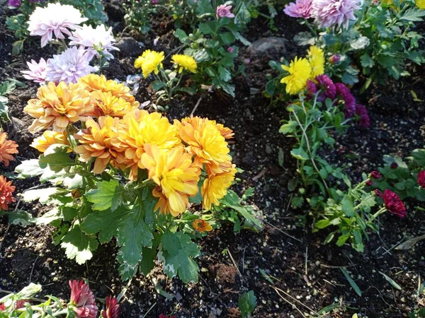 Krásné Barevné Smíšené Květiny Zahradě Skvěle Vypadající — Stock fotografie