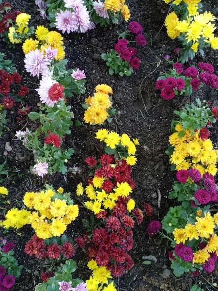Beautiful Colourful Mixed Flowers Garden Top View — Stock Photo, Image