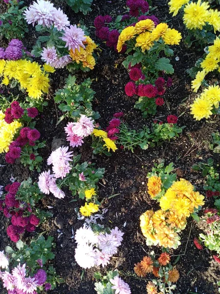 Lindas Flores Coloridas Misturadas Jardim — Fotografia de Stock